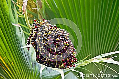 Lolou Palm Tree Berries Tropical Plant Stock Photo