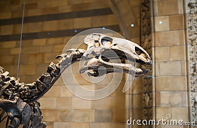 London. Dinosaurs display in National history museum and lots of people around the artefact Editorial Stock Photo