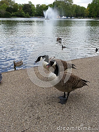 London ducks Stock Photo