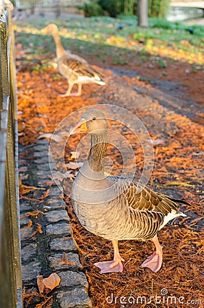 London, ducks in St. James Park Stock Photo