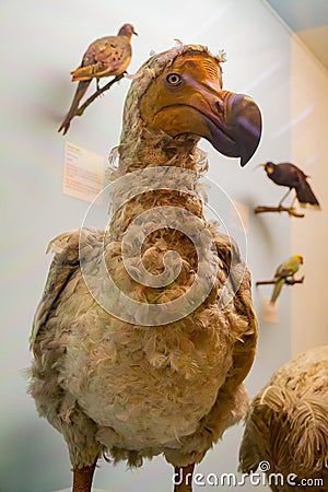 Dodo bird model display in The Natural History Museum Editorial Stock Photo