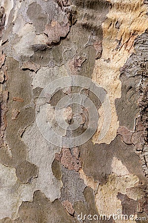 London Pane Tree Bark Texture Stock Photo