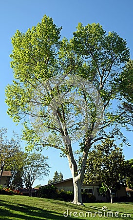 London Plane Sycamore tree in Laguna Woods, California. Stock Photo