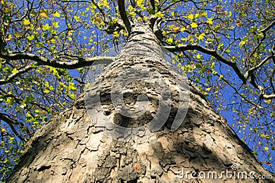 London Plane tree in the autumn fall Stock Photo