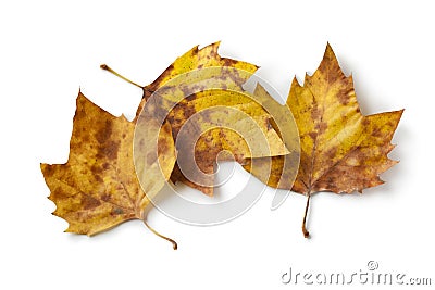 London plane tree leaves in autumn color Stock Photo