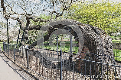 London, UK - April 2018: Japanese pagoda tree planted on original site in Kew Gardens since 1760 Editorial Stock Photo
