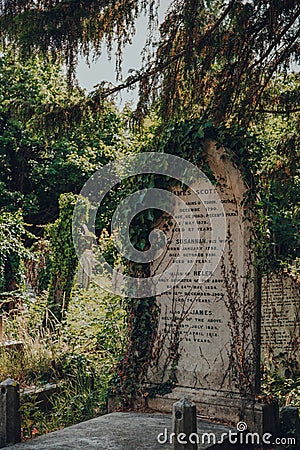 Close up of a tombstone with overgrown ivy inside Hampstead Cemetery, London, UK Editorial Stock Photo