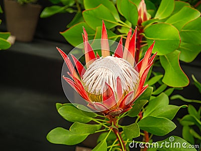 Closeup view of a beautiful Protea Cynaroides, King Protea flower. Stock Photo