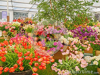 LONDON, UK - MAY 25, 2017: RHS Chelsea Flower Show 2017 Editorial Stock Photo
