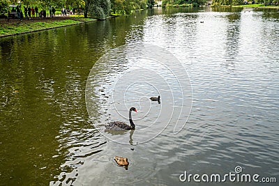 London, UK - October 7, 2019: black swan and wild ducks at St James`s Park Stock Photo