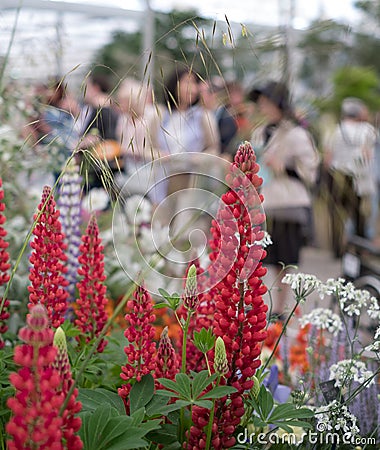 Red lupin flowers in foreground at Chelsea Flower Show, London. Admiring visitors blurred in the background. Editorial Stock Photo