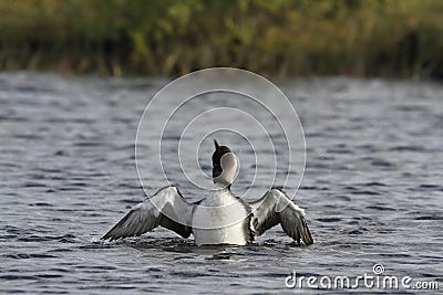 Lone adult Pacific Loon or Pacific Diver Gavia pacifica in breeding plumage with wings outstretched and dipping in water Stock Photo