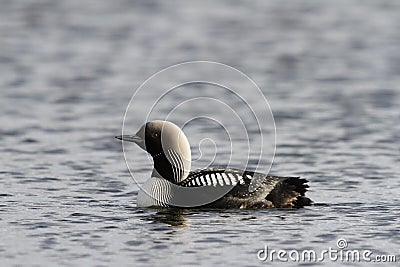 Lone adult Pacific Loon or Pacific Diver Gavia pacifica in breeding plumage swimming in arctic waters Stock Photo