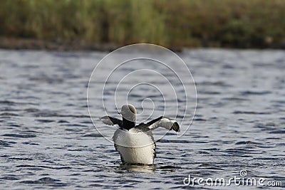 Lone adult Pacific Loon or Pacific Diver Gavia pacifica in breeding plumage trying to take off Stock Photo