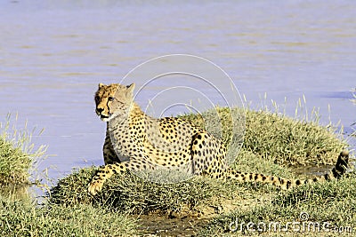 Tanzanian cheetah in the Serengeti Stock Photo