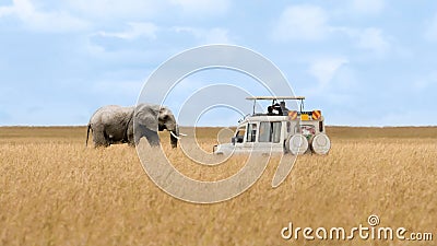 African elephant walking in savanna and tourist car stop by watching at Masai Mara National Reserve Kenya Stock Photo