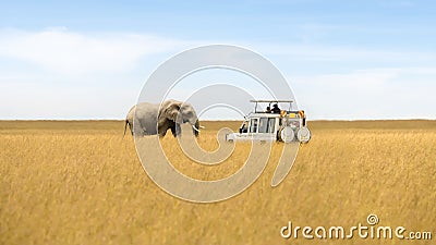 African elephant walking in savanna and tourist car stop by watching at Masai Mara National Reserve Kenya Editorial Stock Photo