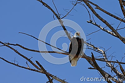 Lone American Bald Eagle Stock Photo