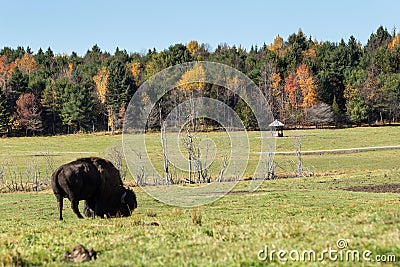 A lone American Field Buffalo in a forest Stock Photo