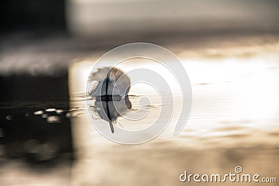 A lone angel feather on the surface of the water. Stock Photo