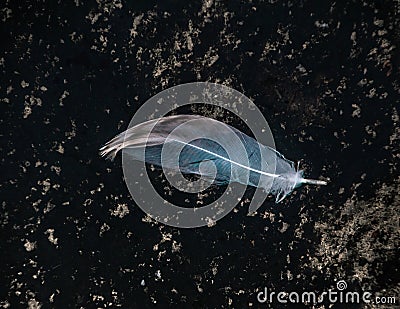 A lone angel feather on the surface of the water. Stock Photo