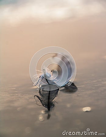 A lone angel feather on the surface of the water Stock Photo