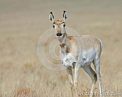 Lone antelope Stock Photo