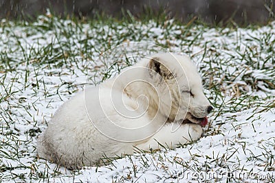 Lone Arctic Fox in a winter environment Stock Photo