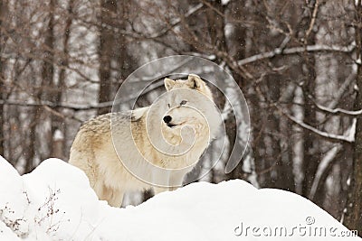 A lone Arctic Wolf in the woods Stock Photo