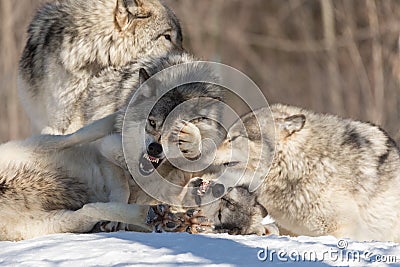 A lone Arctic Wolves in the winter Stock Photo