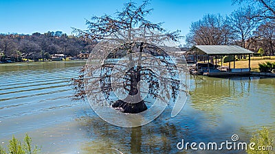 Lone Bald Cypress tree in a river near the shore Stock Photo