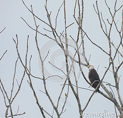 Lone Bald Eagle Bird of Prey Raptor in Bare Tree Looks Out Majestically Stock Photo