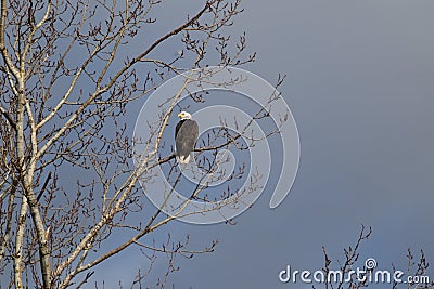 A lone Bald Eagle Perched in a tree searching for food. Stock Photo