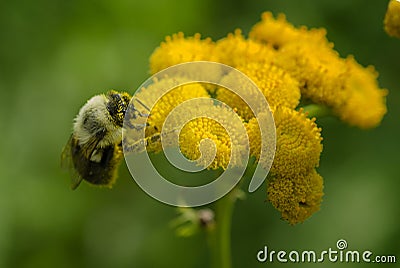 Bee on a Yellow Flower Stock Photo