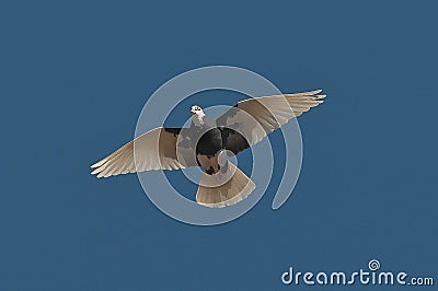 Lone bird flexes its wings against a brilliant blue sky Stock Photo