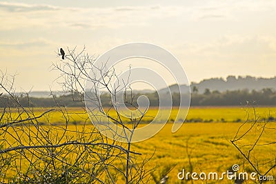 The Lone Bird.jpg Stock Photo