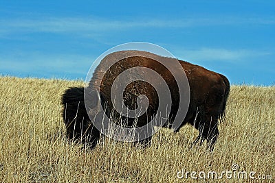 Lone Bison Buffalo Bull in Custer State Park Stock Photo