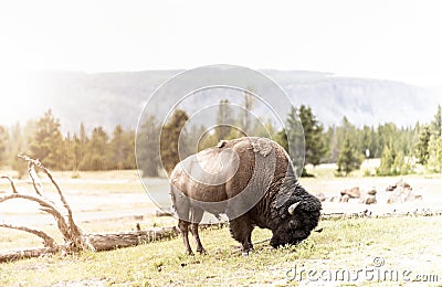 Lone bison grazing in some grass Stock Photo
