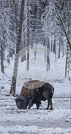 Lone Bison Stock Photo