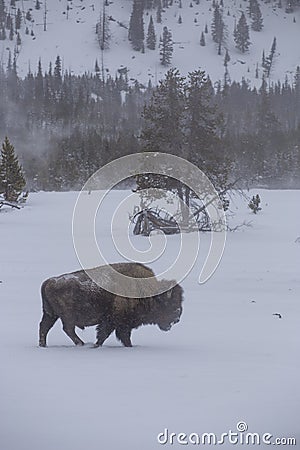 A lone bison in Yellowstone National Park Stock Photo