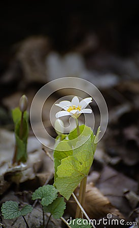 Lone Bloodroot in Bloom Stock Photo