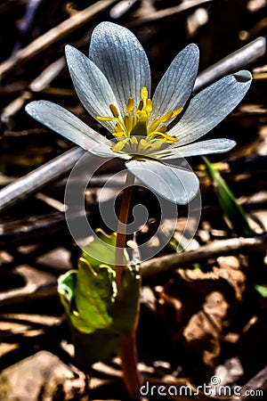 Lone Bloodroot Catching Some Photosynthesis Stock Photo