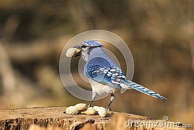 A lone blue jay with peanuts Stock Photo