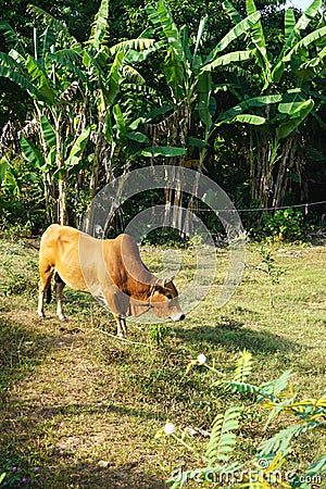 Lone brown cow tethered in a pasture next to palm trees in rural Vietnam Stock Photo