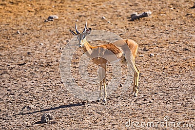 Lone brown gazelle standing in the brown landscape Stock Photo