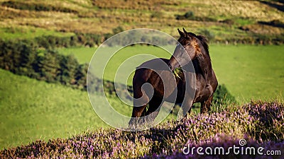 Horse grazing on a hill with purple heather against a backdrop of farmland in the Irish countryside Stock Photo