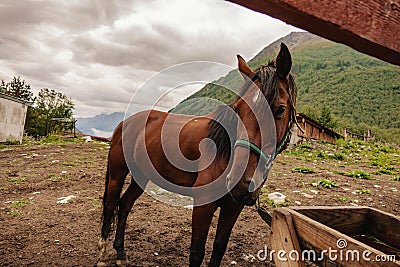 a lone brown horse stands tied to a fence Stock Photo