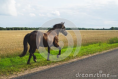 A lone brown horse walks along the road. runaway horse in the countryside Stock Photo