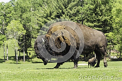 A lone buffalo grazes in a field Stock Photo