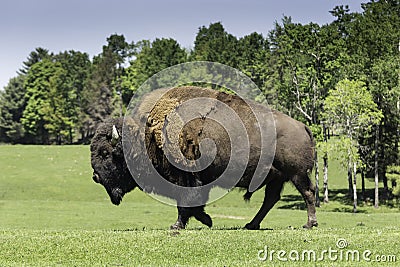 A lone buffalo grazes in a field Stock Photo